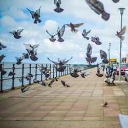 Seagulls flying over footpath