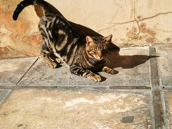 Portrait of cat sitting outdoors