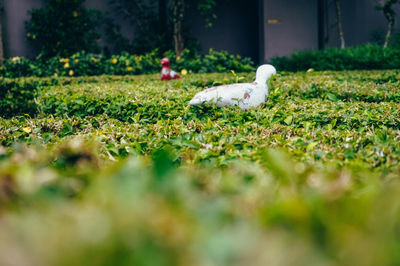 View of bird on field