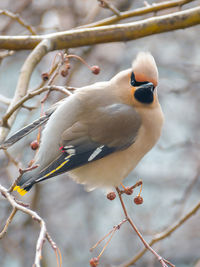 Close-up of bird perching on branch