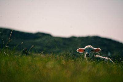 Close-up of mushrooms on field against clear sky