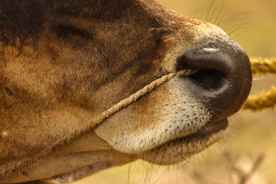 Close-up of an animal