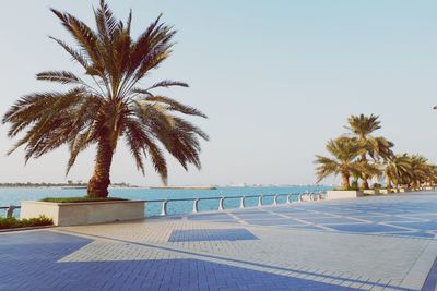 Palm trees on promenade against sky