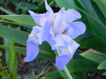 Close-up of purple iris flower