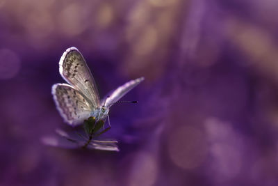 Close-up of butterfly on purple flower