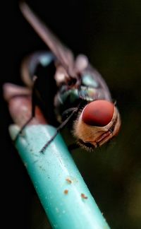 Close-up of insect