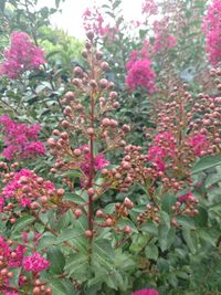 Close-up of pink flowering plant in park