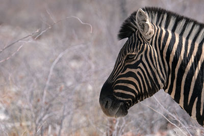 Zebra in etosha national park, namibia