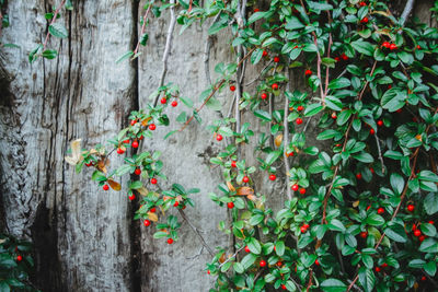 Close-up view of cotoneaster growing on tree trunk wall. evergreen borber plant. outdoor gardening.