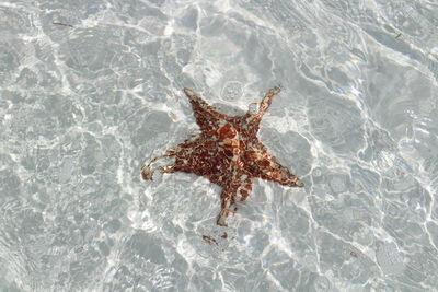 High angle view of crab in sea