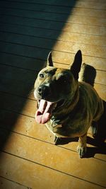 Close-up of dog sticking out tongue