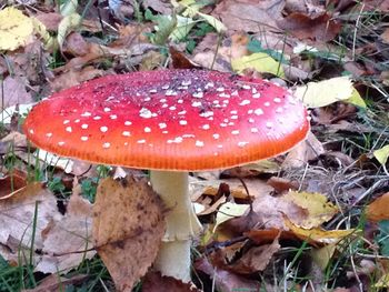 Close-up of mushroom growing in autumn leaves