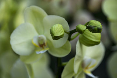 Full frame shot of fresh flowers