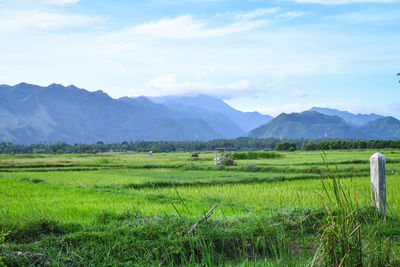 Scenic view of agricultural field against sky