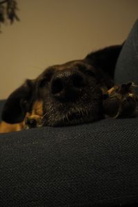 Close-up of dog sleeping on sofa