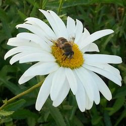 Close-up of bee pollinating on white flower