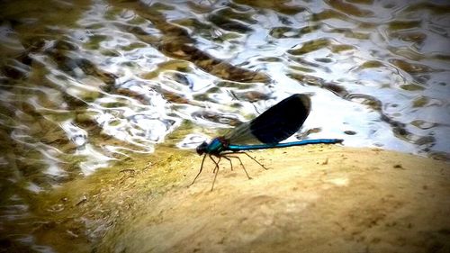 High angle view of insect