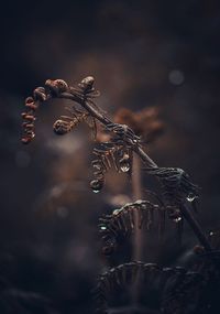 Close-up of  fern against blurred background