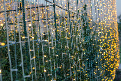 Full frame shot of plants