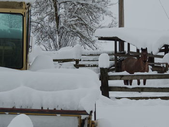 White horse cart in snow