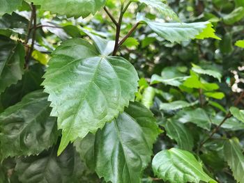 Close-up of fresh green leaves