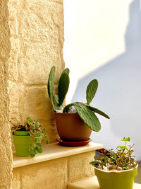 Close-up of potted plant against wall