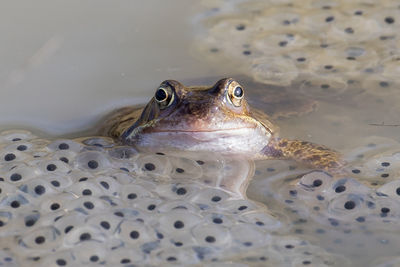 Close-up of water