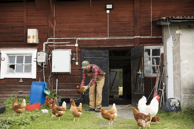 Male farmer catching chicken outdoors
