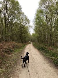 Rear view of dog running on road