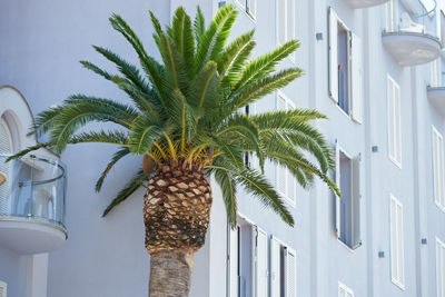 Palm tree grows near the wall of the building