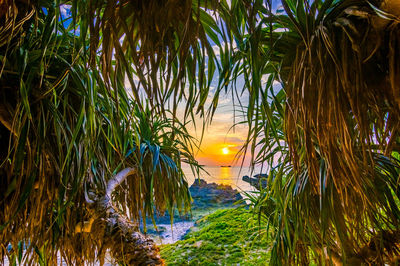 Scenic view of palm trees on land