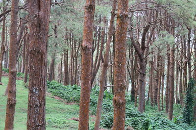 View of trees in forest