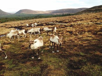 Sheep grazing on field