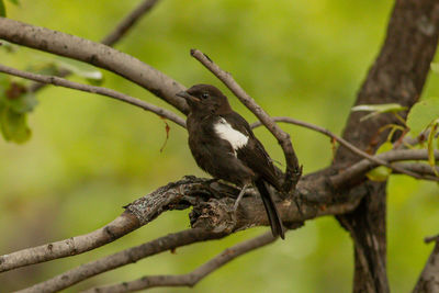 Close-up of bird perching on branch