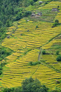 Full frame shot of agricultural field