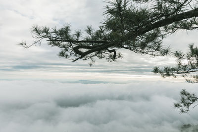 Scenic view of tree against sky