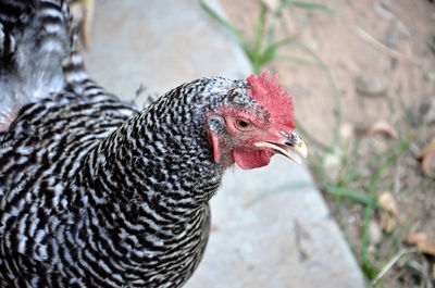 High angle view of hen at farm