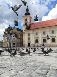 Birds flying over building in city