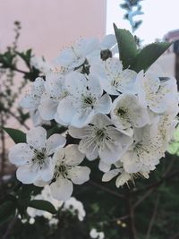 Close-up of apple blossoms in spring