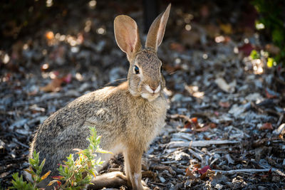 Wild rabbit on mulch