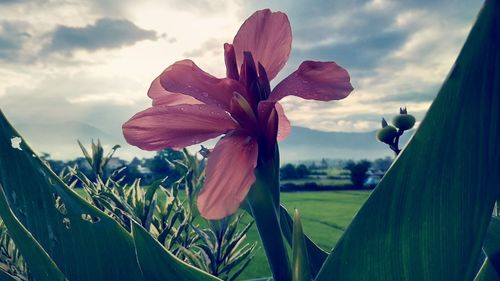 Close-up of flower blooming in field against sky