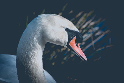 Close-up of swan swimming in lake