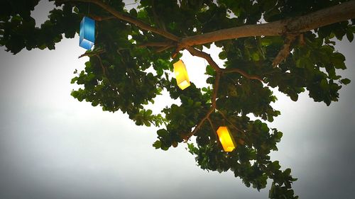 Low angle view of trees