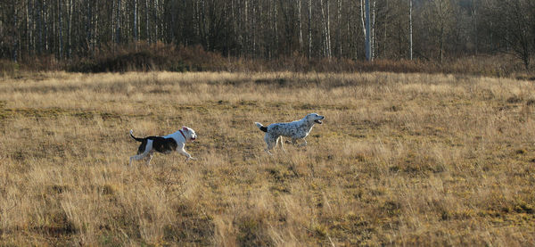 Two dogs running on field