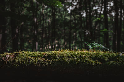 Plants growing on field in forest