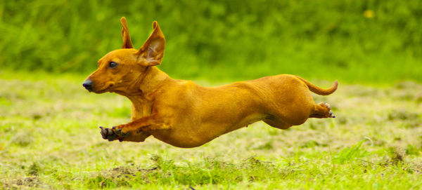 View of a dog running on field