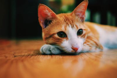 Portrait of cat lying on floor