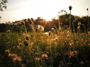 Close-up of flowers growing in field