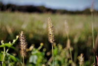 Close-up of plant growing on field