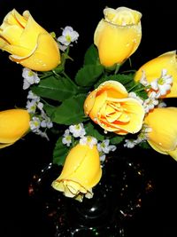 Close-up of yellow flowers over black background